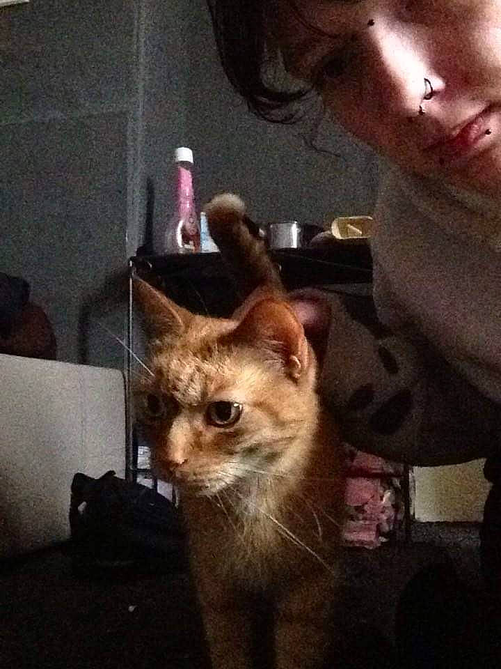 Tigger joined the competition — help win amazing prizes! box, canidae, carnivore, cat, companion_dog, domestic_short_haired_cat, ear, eyebrow, eyelash, fawn, felidae, fur, metal, paw, selfie, small_to_medium_sized_cats, square, tail, tonkinese, whiskers