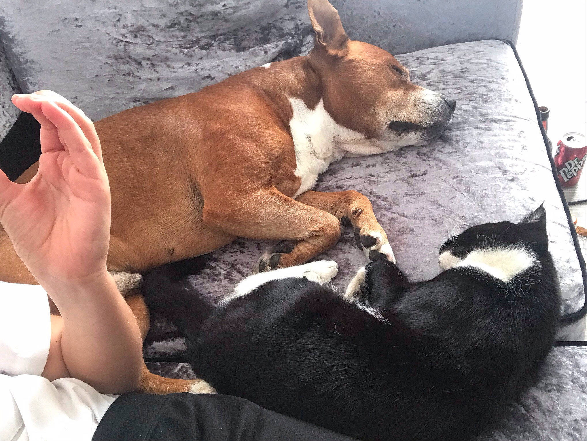 Jakob joined the competition — help win amazing prizes! carnivore, comfort, companion_dog, dog, dog_breed, dog_supply, fawn, fur, hardwood, nap, non_sporting_group, paw, puppy, snout, street_dog, tail, terrestrial_animal, whiskers, working_animal