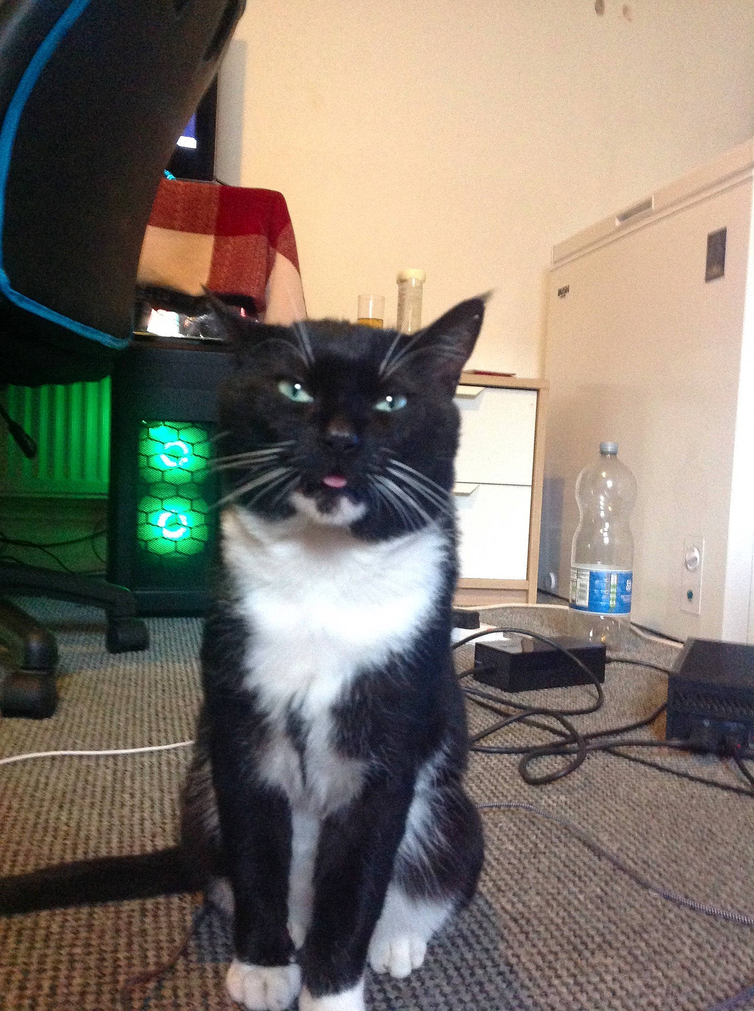 Jakob joined the competition — help win amazing prizes! automotive_lighting, black_cat, bottle, box, carnivore, cat, domestic_short_haired_cat, drawer, felidae, flooring, fur, hardwood, paw, room, small_to_medium_sized_cats, snout, tail, water_bottle, whiskers, wood_flooring