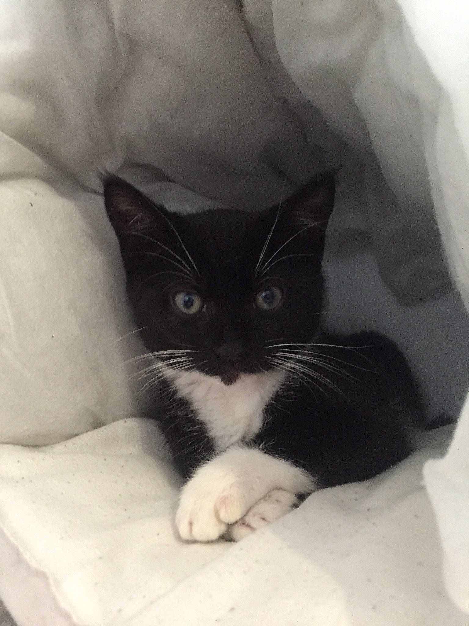 Jakob is registered to the contest to win money with this photo: box, carnivore, cat, comfort, domestic_short_haired_cat, eye, felidae, fur, grey, human_body, iris, linens, monochrome_photography, packaging_and_labeling, sitting, sleeve, small_to_medium_sized_cats, snout, whiskers, window