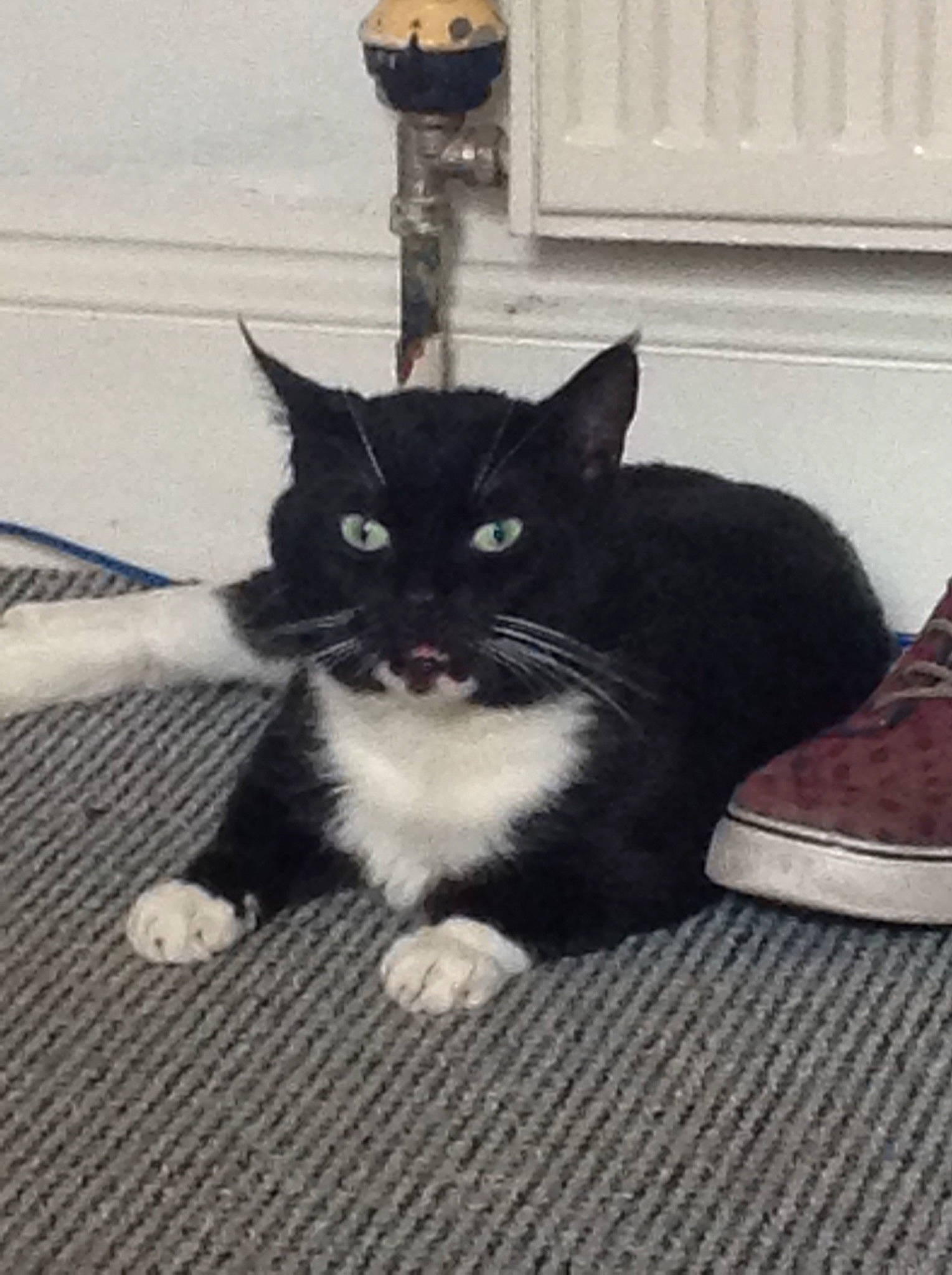 Jakob joined the competition — help win amazing prizes! carnivore, cat, comfort, domestic_short_haired_cat, eye, felidae, floor, flooring, fur, grey, head, monochrome_photography, parking_meter, paw, sitting, small_to_medium_sized_cats, snout, tail, whiskers, wood