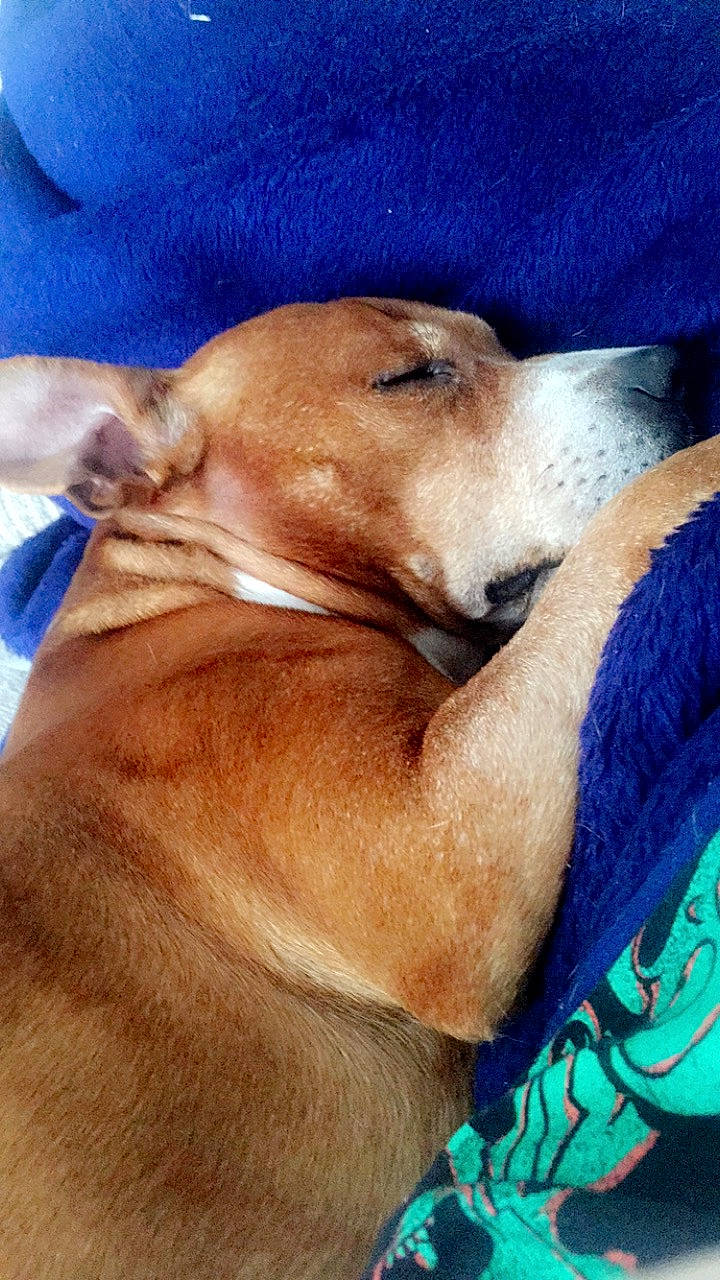 Rocky is registered to the contest to win money with this photo: canidae, carnivore, comfort, companion_dog, dog, dog_breed, dog_supply, ear, electric_blue, fawn, fur, liver, nap, paw, snout, sporting_group, terrestrial_animal, whiskers, wildlife, working_animal