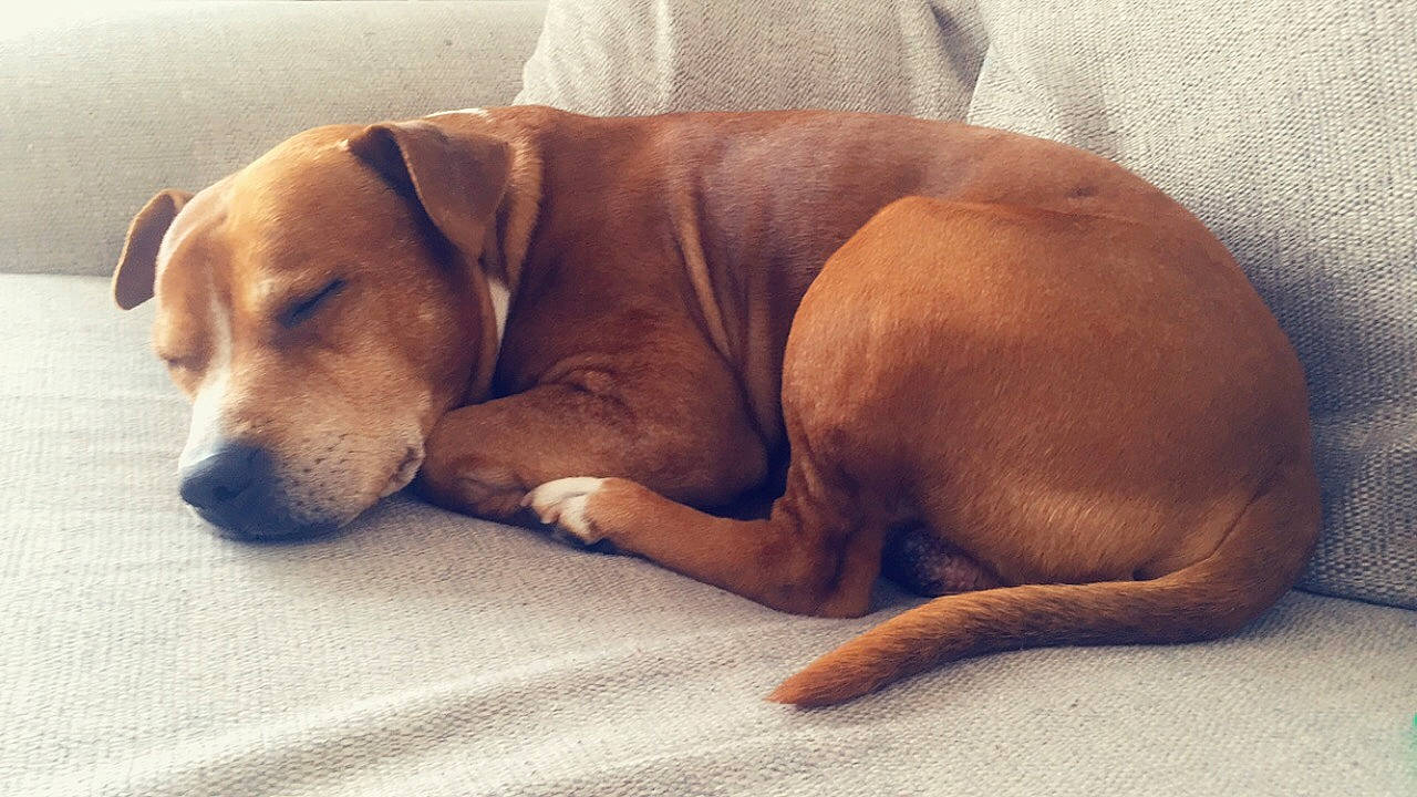 Rocky is registered to the contest to win money with this photo: bored, canidae, carnivore, comfort, companion_dog, dog, dog_breed, dog_supply, ear, fawn, flooring, hardwood, liver, paw, pet_supply, snout, sporting_group, tail, wood, working_animal