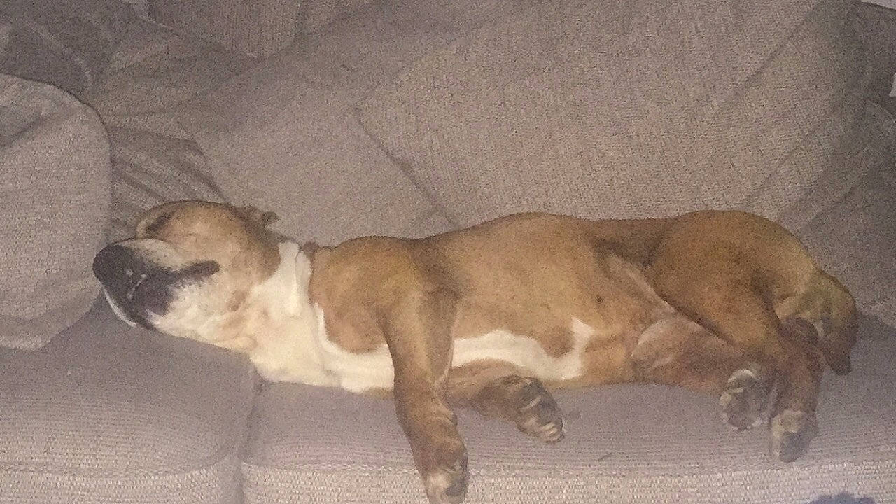 Rocky is registered to the contest to win money with this photo: ancient_dog_breeds, art, canidae, carnivore, comfort, companion_dog, dog, dog_breed, fawn, nap, non_sporting_group, paw, snout, sporting_group, tail, terrestrial_animal, toy_dog, working_animal