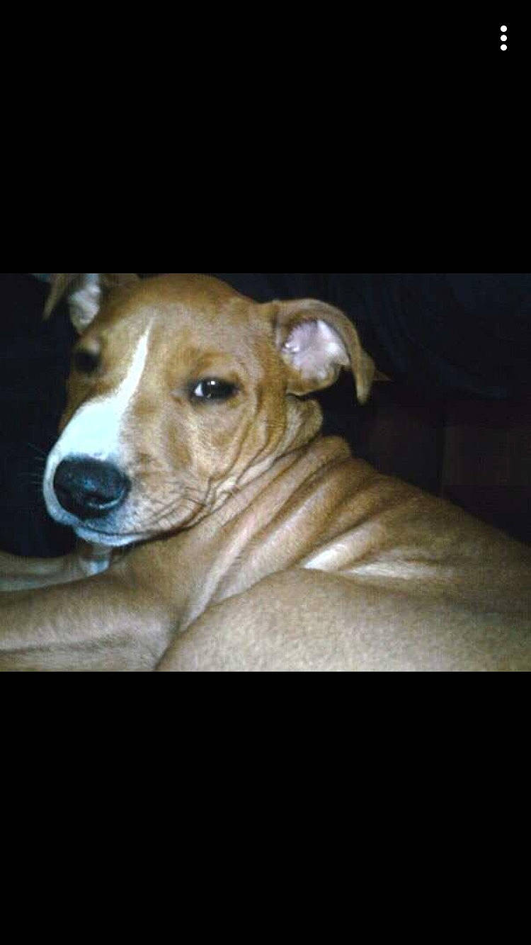 Rocky joined the competition — help win amazing prizes! canidae, carnivore, companion_dog, couch, darkness, dog, dog_breed, ear, eye, fawn, fur, non_sporting_group, puppy, serveware, sporting_group, terrestrial_animal, toy_dog, whiskers, wood, working_animal