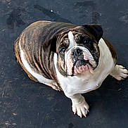 Rip is registered to the contest to win money with this photo: bulldog, dog, pet, animal, canine, looking_up, wrinkles, white_coat, brindle_coat, floor, paw, ears, cute, companion, domestic, mammal, indoor, portrait, sitting, friendly