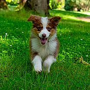 Briska a rejoint le concours — aidez-le/la à gagner de superbes lots ! dog, puppy, running, grass, park, greenery, happy, outdoor, nature, cute, fur, animal, pet, playful, sunlight, summer, joyful, ears, smile, canine