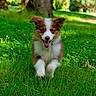 dog, puppy, running, grass, park, greenery, happy, outdoor, nature, cute, fur, animal, pet, playful, sunlight, summer, joyful, ears, smile, canine