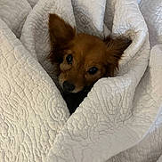 Mimi is registered to the contest to win money with this photo: dog, pet, blanket, quilt, cozy, brown_dog, fur, ears, snuggled, indoor, cute, animal, resting, comfort, warm, face, small_dog, looking, soft, home