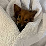 dog, pet, blanket, quilt, cozy, brown_dog, fur, ears, snuggled, indoor, cute, animal, resting, comfort, warm, face, small_dog, looking, soft, home