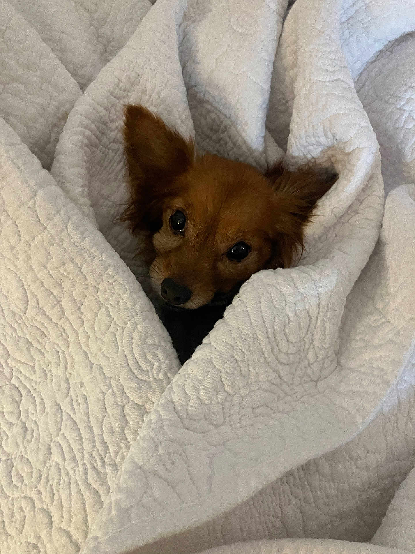Mimi is registered to the contest to win money with this photo: dog, pet, blanket, quilt, cozy, brown_dog, fur, ears, snuggled, indoor, cute, animal, resting, comfort, warm, face, small_dog, looking, soft, home