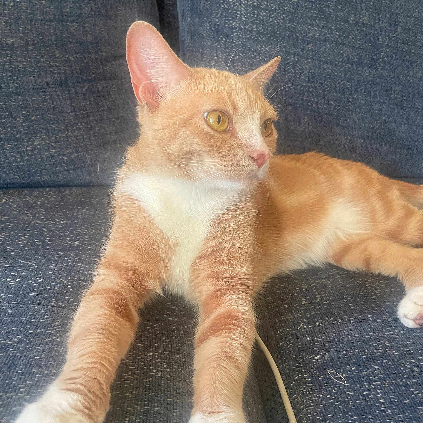 Laia is registered to the contest to win money with this photo: abyssinian, accessories, angora, animal, armchair, cat, chair, couch, cushion, furniture, homedecor, kitten, leash, manx, person, pet, sleeping, strap
