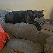 Ace joined the competition — help win amazing prizes! black_cat, cat, indoor, couch, furniture, pet, animal, resting, relaxed, gray_couch, window_sill, red_blanket, domestic_cat, sleepy, cozy, household, mammal, whiskers, paw, fur