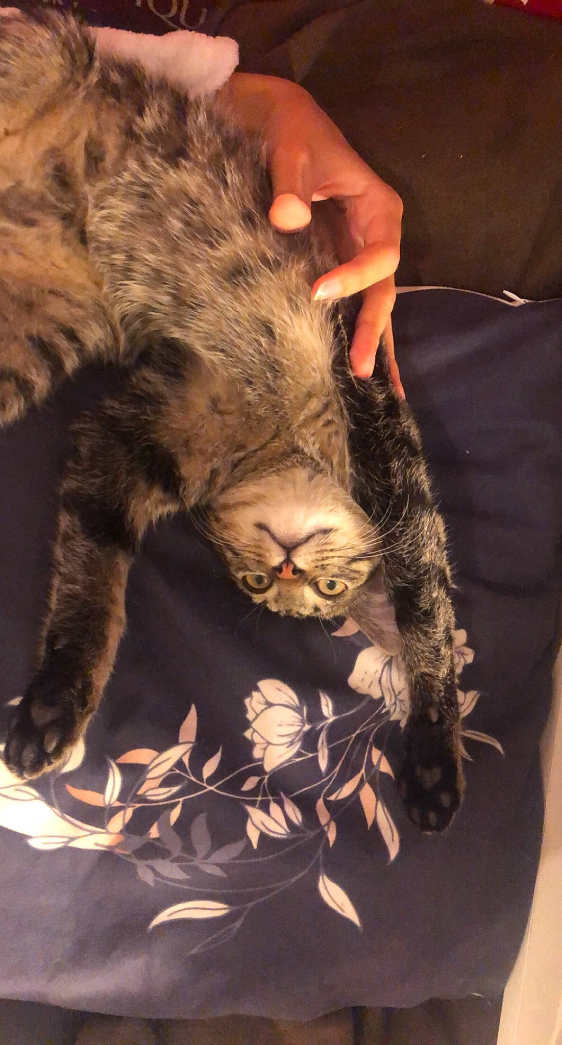 Monoï a rejoint le concours — aidez-le/la à gagner de superbes lots ! claw, fur