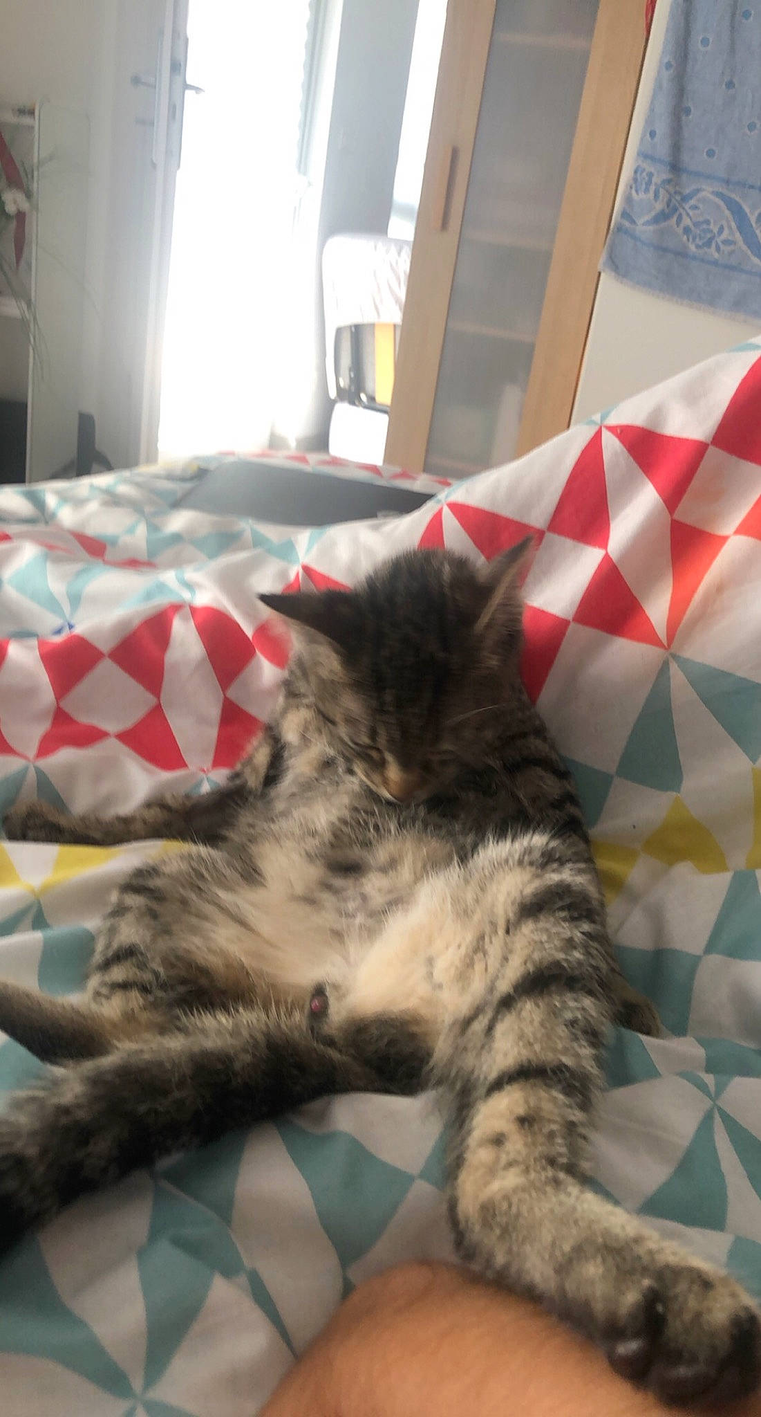 Monoï a rejoint le concours — aidez-le/la à gagner de superbes lots ! american_shorthair, bed, carnivore, cat, domestic_short_haired_cat, dragon_li, european_shorthair, felidae, fur, kitten, maine_coon, mammal, nap, norwegian_forest_cat, pixie_bob, small_to_medium_sized_cats, tabby_cat, tail, whiskers