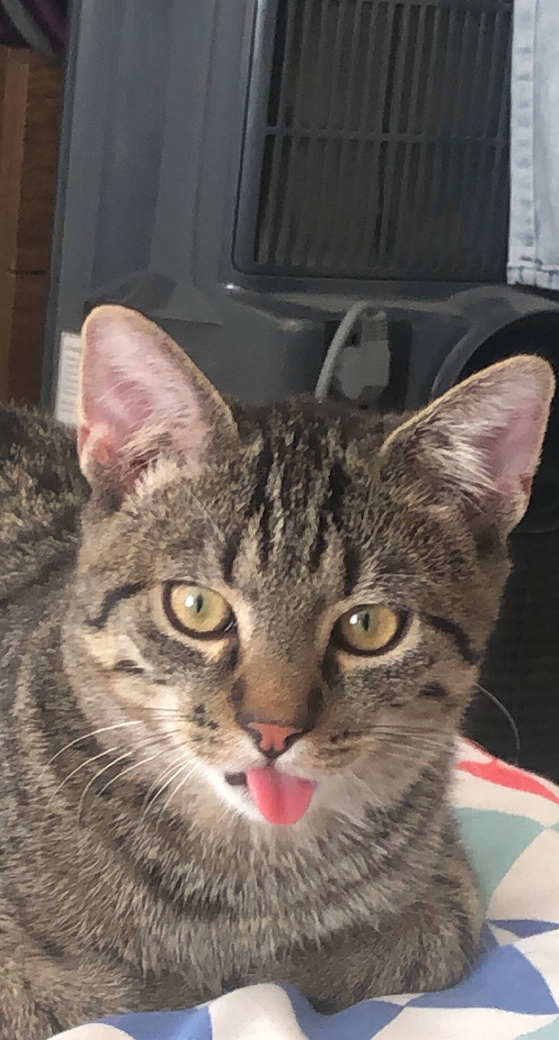 Monoï participe au concours pour gagner de l'argent avec cette photo : aegean_cat, american_shorthair, american_wirehair, asian, australian_mist, california_spangled, carnivore, cat, domestic_short_haired_cat, dragon_li, egyptian_mau, european_shorthair, felidae, mammal, ocicat, small_to_medium_sized_cats, snout, tabby_cat, vertebrate, whiskers