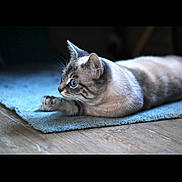 Néo a rejoint le concours — aidez-le/la à gagner de superbes lots ! cat, blue_eyes, lying_down, indoor, wooden_floor, rug, feline, pet, animal, domestic_cat, focused, side_view, whiskers, ears, fur, portrait, cozy, resting, close_up, quiet