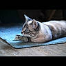 cat, blue_eyes, lying_down, indoor, wooden_floor, rug, feline, pet, animal, domestic_cat, focused, side_view, whiskers, ears, fur, portrait, cozy, resting, close_up, quiet