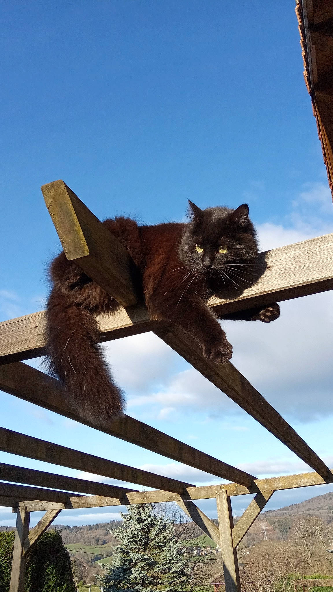 Baghera a rejoint le concours — aidez-le/la à gagner de superbes lots ! art, black_cat, carnivore, cat, cloud, domestic_short_haired_cat, felidae, fur, mammal, metal, plant, sculpture, sky, small_to_medium_sized_cats, tail, terrestrial_animal, vertebrate, whiskers, wildlife, wood