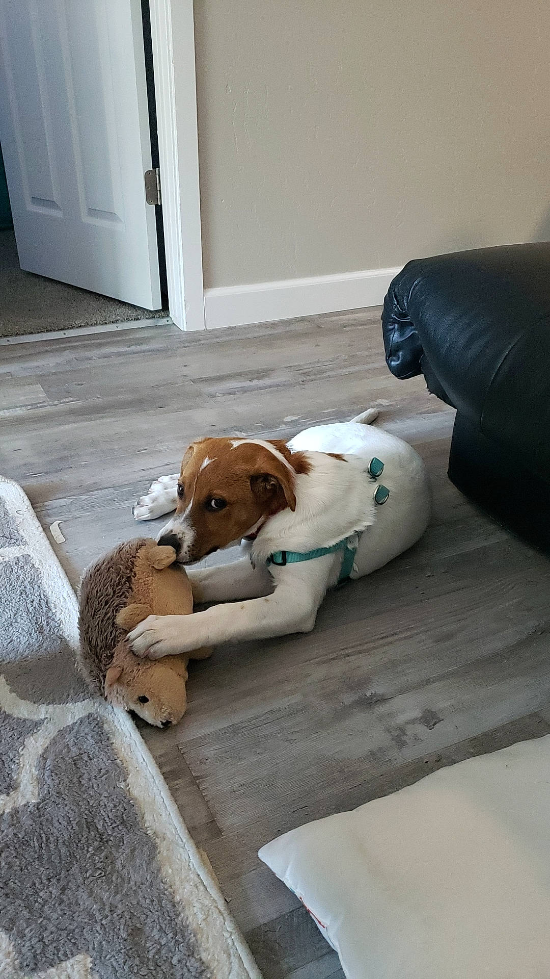 Calvin joined the competition — help win amazing prizes! brown, canidae, carnivore, comfort, companion_dog, dog, dog_breed, dog_supply, door, fawn, floor, flooring, hardwood, pet_supply, scent_hound, snout, sporting_group, toy, wood, working_animal