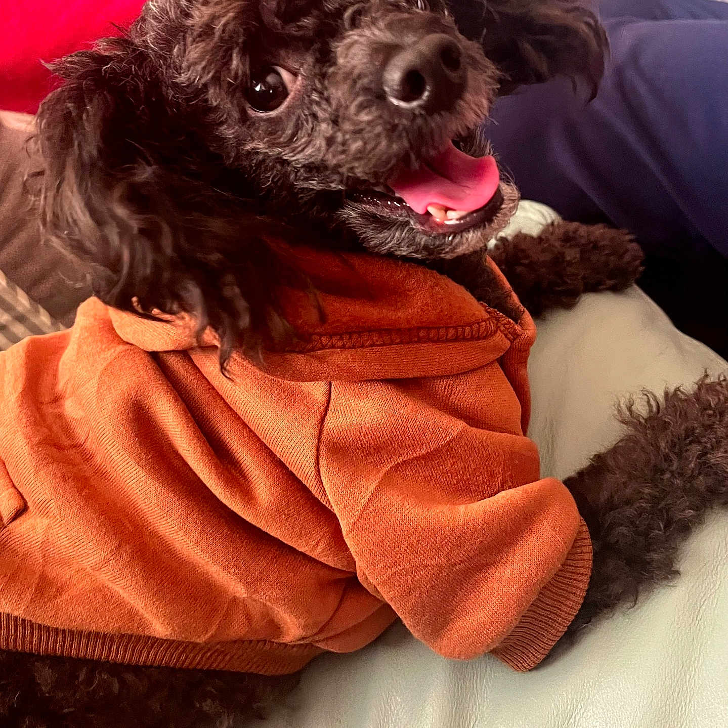Westley joined the competition — help win amazing prizes! animal, blanket, canine, clothing, coat, cockerspaniel, couch, cushion, dog, face, furniture, head, homedecor, person, pet, photography, poodle, portrait, puppy, terrier