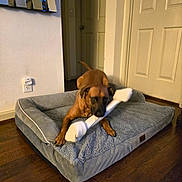 Red joined the competition — help win amazing prizes! dog, dog_bed, toy, bone_toy, brown_dog, indoor, floor, wood_floor, mirror, door, hallway, pet, animal, playful, chewing, cozy, home, living_space, domestic, furniture