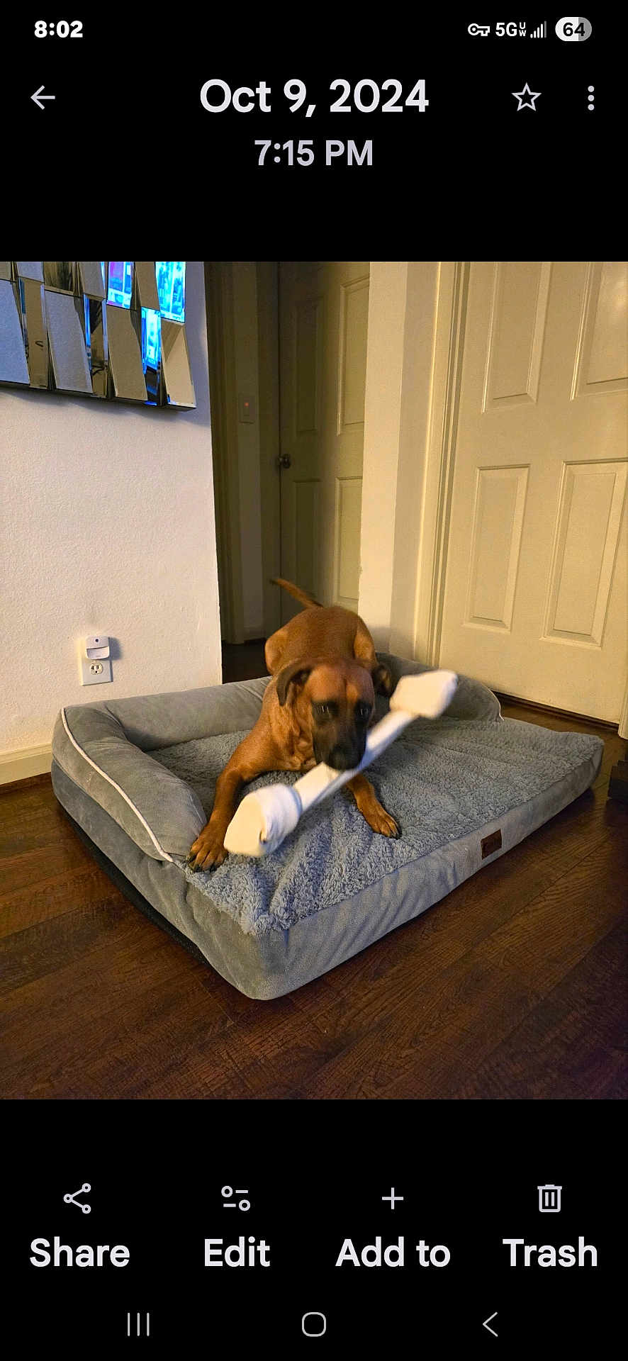 Red joined the competition — help win amazing prizes! dog, dog_bed, toy, bone_toy, brown_dog, indoor, floor, wood_floor, mirror, door, hallway, pet, animal, playful, chewing, cozy, home, living_space, domestic, furniture