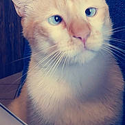 Mozza a rejoint le concours — aidez-le/la à gagner de superbes lots ! animal, blue_background, blue_eyes, calm, cat, close_up, cute, domestic_cat, face, feline, fur, head, indoor, pet, portrait, sitting, texture, whiskers, wooden_surface