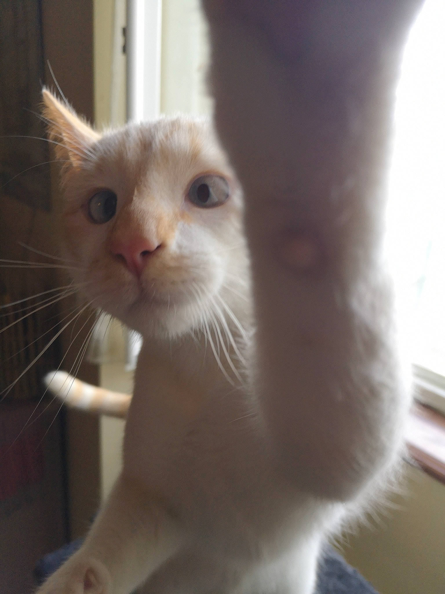 Mozza participe au concours pour gagner de l'argent avec cette photo : aegean_cat, burmilla, carnivore, cat, colorpoint_shorthair, ear, eye, felidae, khao_manee, kitten, mammal, nose, ojos_azules, paw, polydactyl_cat, small_to_medium_sized_cats, snout, turkish_angora, turkish_van, whiskers