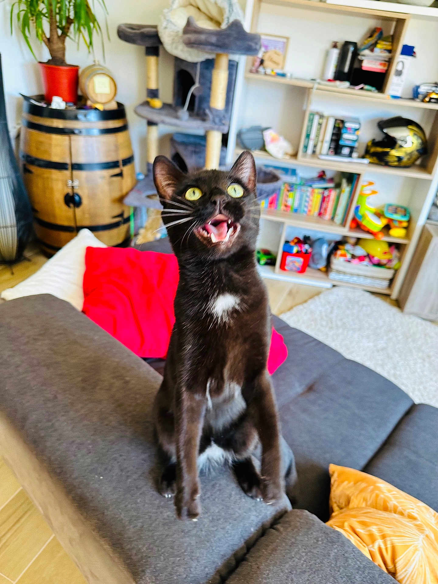 Milo