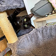 Milo participe au concours pour gagner de l'argent avec cette photo : animal, black_cat, cat, cat_bed, cat_tree, cozy, curious, cute, feline, fur, green_eyes, home, indoor, looking, pet, playful, scratching_post, shelf, whiskers, wood_floor