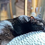 Milo participe au concours pour gagner de l'argent avec cette photo : animal, black_cat, blanket, cat, closeup, comfortable, cozy, cute, domestic_cat, feline, fluffy, fur, indoor, nap, pet, relaxation, resting, sleeping, soft_light, whiskers