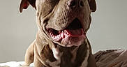 Abyss a rejoint le concours — aidez-le/la à gagner de superbes lots ! dog, pitbull, bed, blanket, indoor, animal, pet, canine, resting, happy, tongue_out, paw, fur, light, shadow, wall, butterfly, decor, relaxed, portrait