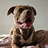 dog, pitbull, bed, blanket, indoor, animal, pet, canine, resting, happy, tongue_out, paw, fur, light, shadow, wall, butterfly, decor, relaxed, portrait