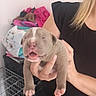puppy, newborn, dog, person, hand, black_shirt, indoors, crate, clothing, pink_tongue, closed_eyes, cute, small, pet, animal, holding, fingers, background, colorful_clothes, home