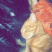 Danna Et Faya a rejoint le concours — aidez-le/la à gagner de superbes lots ! cat, dog, sleeping, snuggling, orange_tabby, black_dog, pet, animal, cozy, blanket, resting, closeup, indoor, fur, cute, friendship, companion, domestic, relaxing, comfort