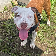Enzo joined the competition — help win amazing prizes! animal, brown_coat, canine, dog, fence, friendly, garden, grass, happy, harness, leash, mammal, nature, outdoor, pet, playful, sidewalk, sunlight, tongue_out, white_coat