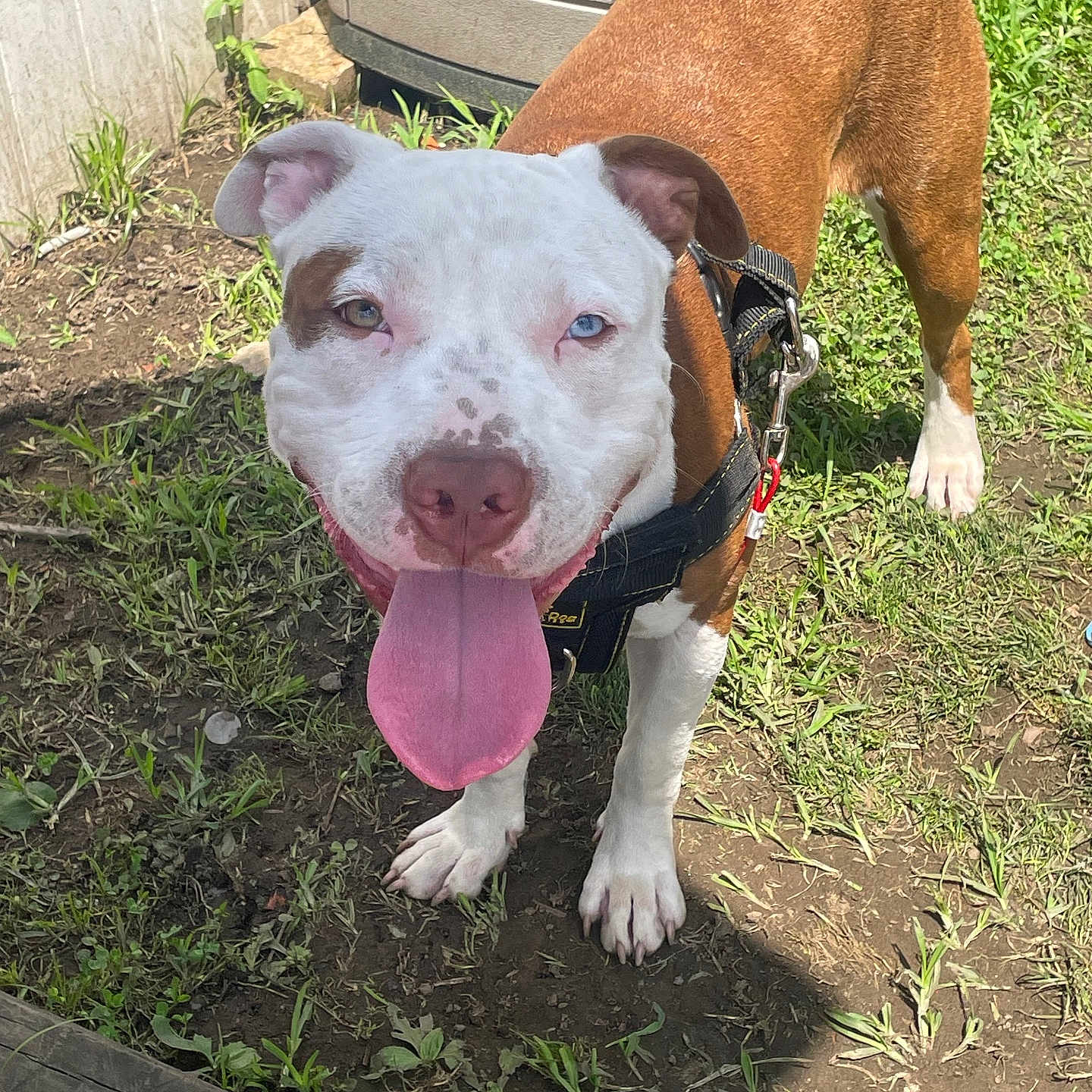 Enzo