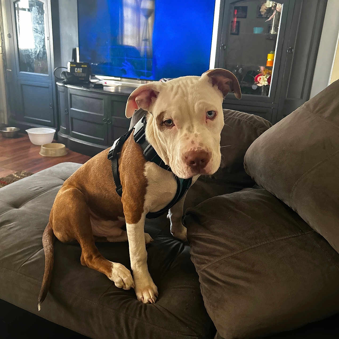 Enzo