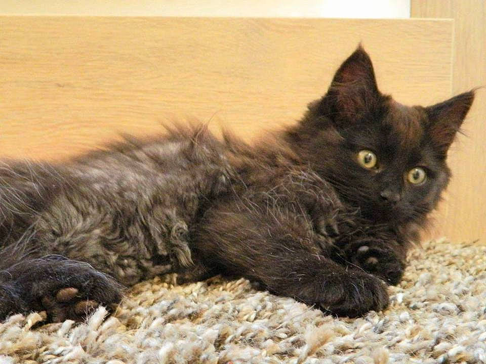 Illona participe au concours pour gagner de l'argent avec cette photo : black_cat, bombay, carnivore, cat, cat_supply, claw, comfort, domestic_short_haired_cat, fawn, felidae, fur, paw, small_to_medium_sized_cats, snout, tail, terrestrial_animal, whiskers