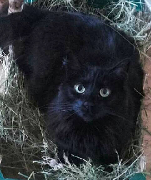 Illona a rejoint le concours — aidez-le/la à gagner de superbes lots ! british_longhair, carnivore, cat, felidae, fur, grass, natural_material, small_to_medium_sized_cats, terrestrial_animal, whiskers