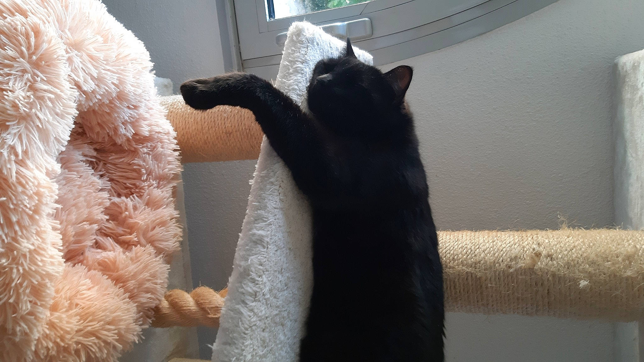 Koumal a rejoint le concours — aidez-le/la à gagner de superbes lots ! black_cat, bombay, carnivore, cat, comfort, domestic_short_haired_cat, felidae, fur, gesture, mammal, natural_material, small_to_medium_sized_cats, tail, terrestrial_animal, whiskers, white, window, wool