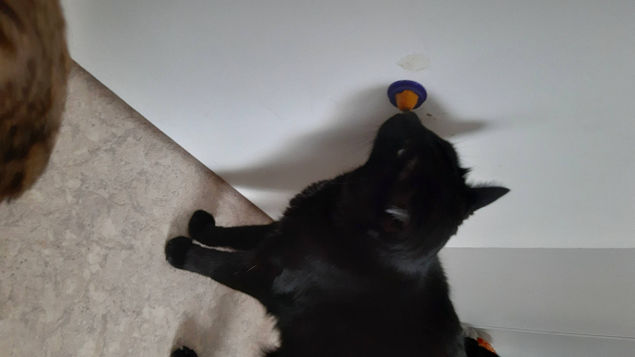 Koumal participe au concours pour gagner de l'argent avec cette photo : black_cat, bombay, canidae, carnivore, cat, companion_dog, dog_breed, domestic_short_haired_cat, felidae, fur, gesture, grey, paw, shadow, small_to_medium_sized_cats, sporting_group, tail, toy, whiskers, wood