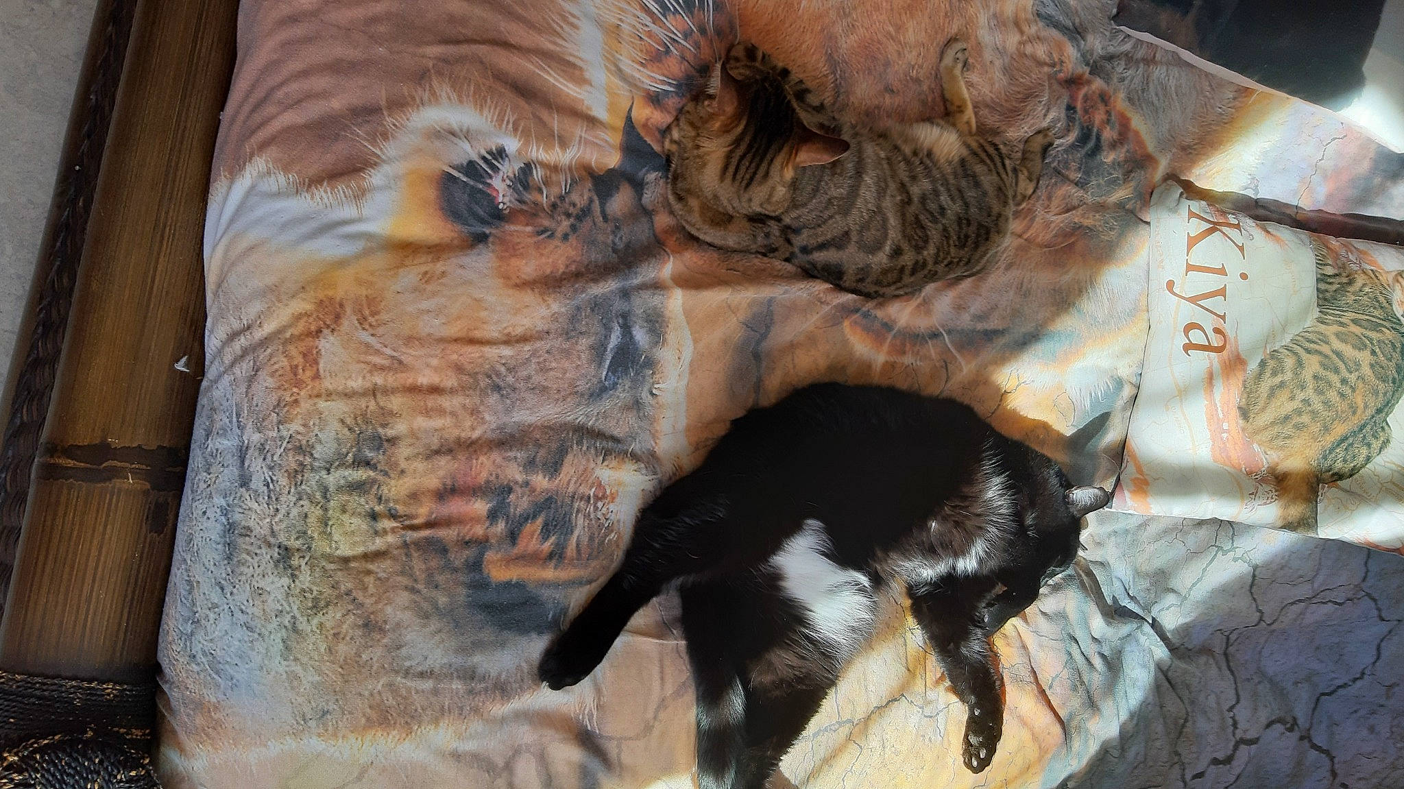 Koumal participe au concours pour gagner de l'argent avec cette photo : art, canidae, carnivore, companion_dog, dog_breed, fawn, felidae, fur, liver, painting, small_to_medium_sized_cats, snout, sporting_group, tail, terrestrial_animal, tints_and_shades, trunk, whiskers, wood, working_animal