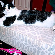 Nico joined the competition — help win amazing prizes! cat, black_and_white, lounging, ottoman, patterned_furniture, indoor, pet, nike_shoe, pink_shoe, carpet, door, wall, relaxed, animal, feline, paw, ear, eyes, household, cozy