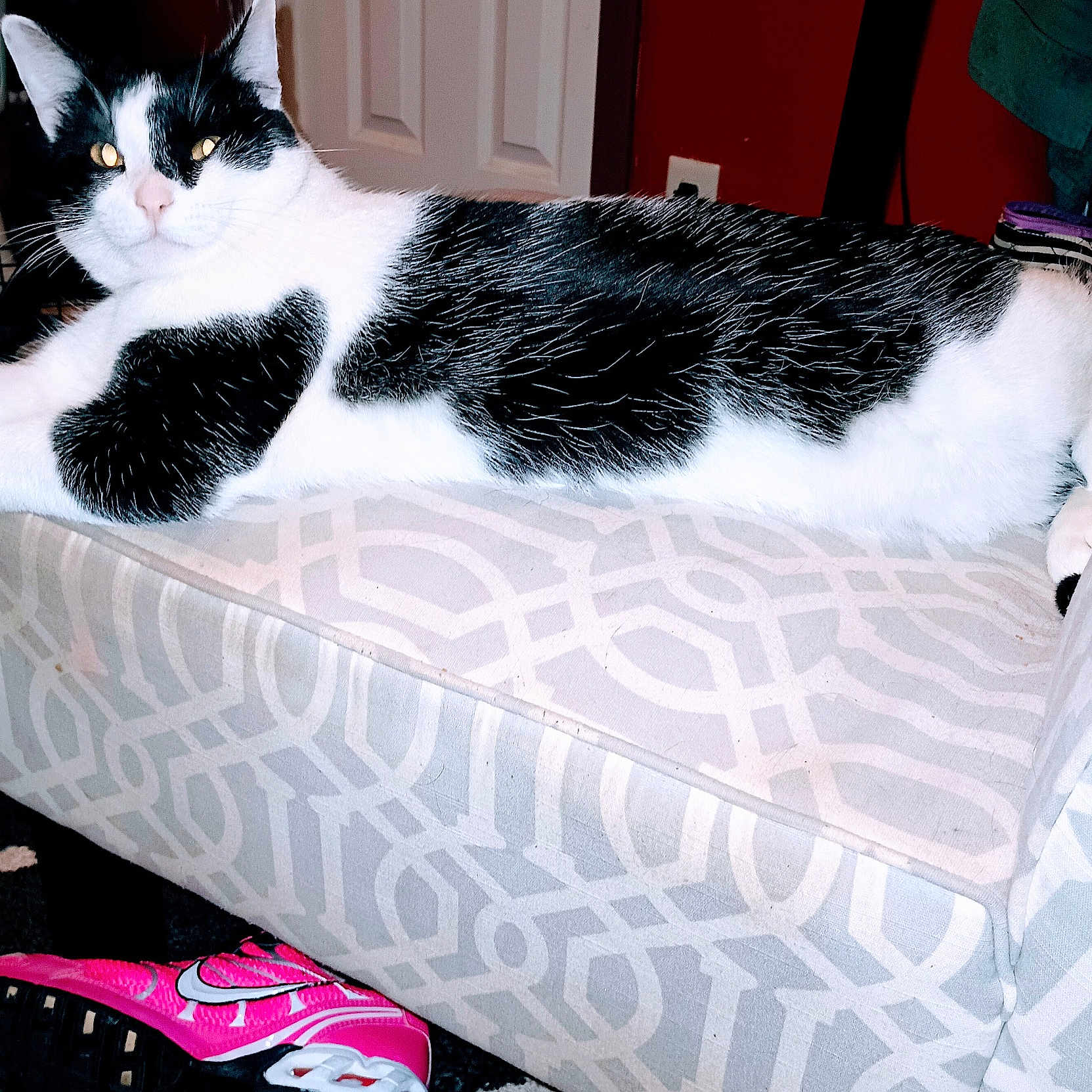 Nico joined the competition — help win amazing prizes! animal, black_and_white, carpet, cat, cozy, door, ear, eyes, feline, household, indoor, lounging, nike_shoe, ottoman, patterned_furniture, paw, pet, pink_shoe, relaxed, wall