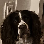 Ratchet participe au concours pour gagner de l'argent avec cette photo : dog, black_and_white, long_hair, shaggy, portrait, close_up, pet, canine, floppy_ears, facial_markings, nose, eyes, indoors, home, wall, doorway, dim_lighting, grainy, serious_expression, funny