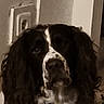 dog, black_and_white, long_hair, shaggy, portrait, close_up, pet, canine, floppy_ears, facial_markings, nose, eyes, indoors, home, wall, doorway, dim_lighting, grainy, serious_expression, funny