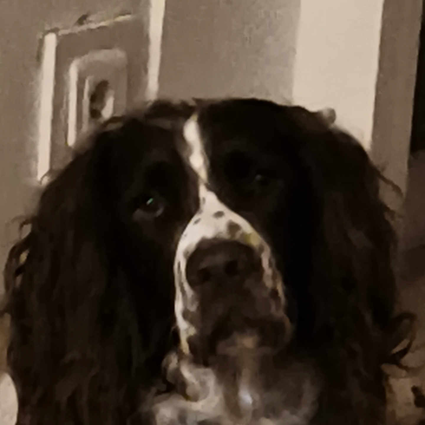 Ratchet participe au concours pour gagner de l'argent avec cette photo : dog, black_and_white, long_hair, shaggy, portrait, close_up, pet, canine, floppy_ears, facial_markings, nose, eyes, indoors, home, wall, doorway, dim_lighting, grainy, serious_expression, funny