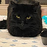 black_cat, cat, fluffy, long_hair, golden_eyes, whiskers, ears, feline, pet, animal, portrait, close_up, indoor, table, tablecloth, patterned_fabric, bowl, household, sitting, staring